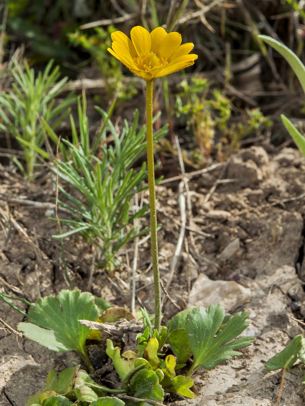 Anemone palmata.01