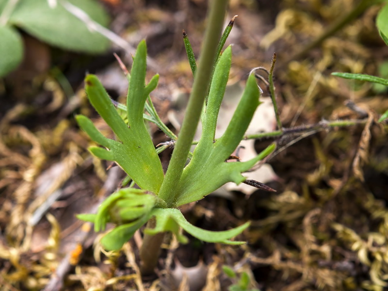 Anemone palmata.05