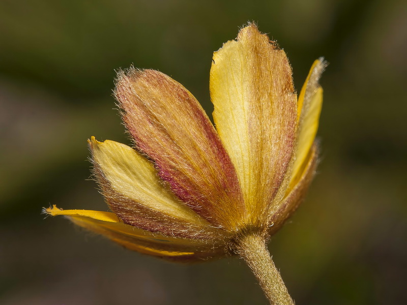 Anemone palmata.14