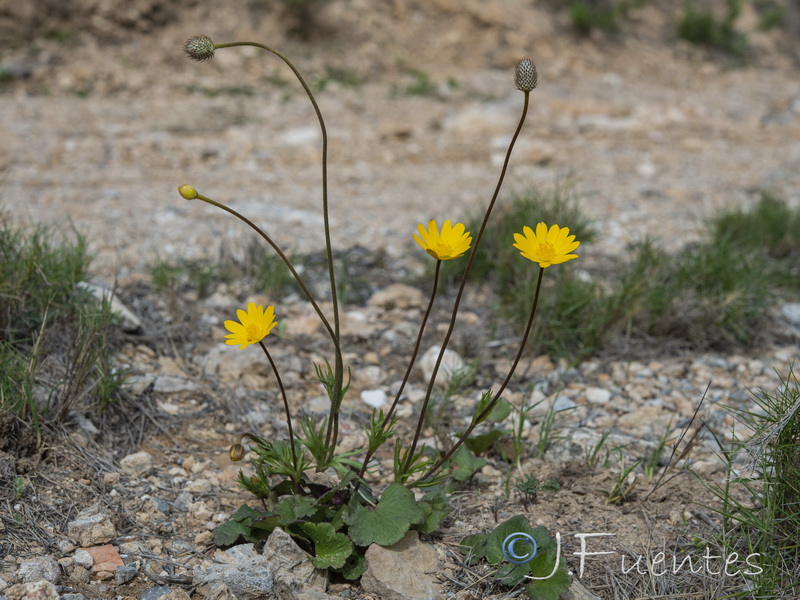 Anemone palmata.30
