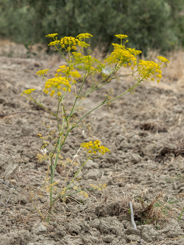 Anethum graveolens.01