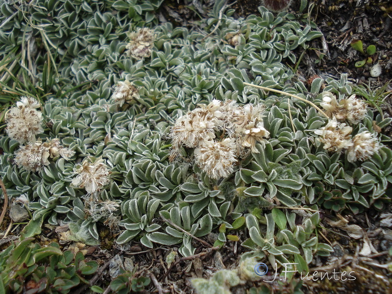 Anntenaria dioica.02