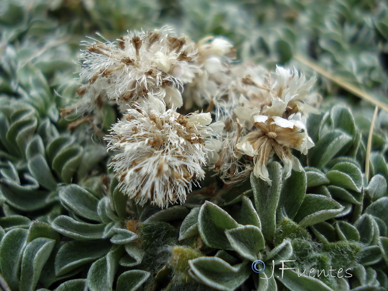 Anntenaria dioica.03