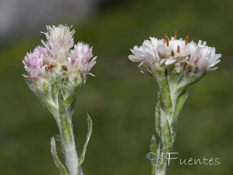 Anntenaria dioica.09