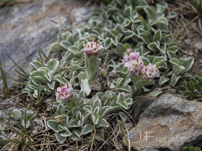 Anntenaria dioica.10