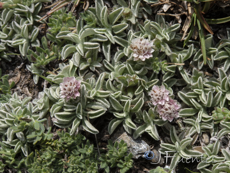 Anntenaria dioica.04