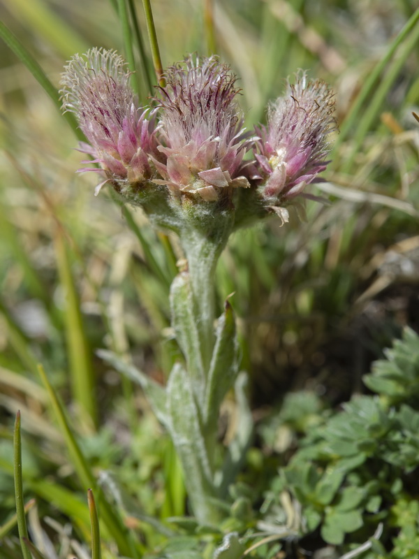 Anntenaria dioica.15