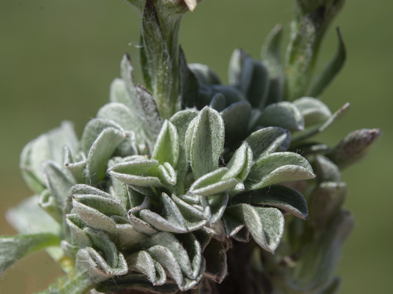 Anntenaria dioica.16