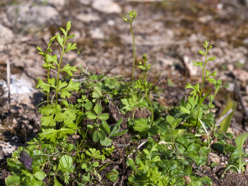 Anogramma leptophylla.01