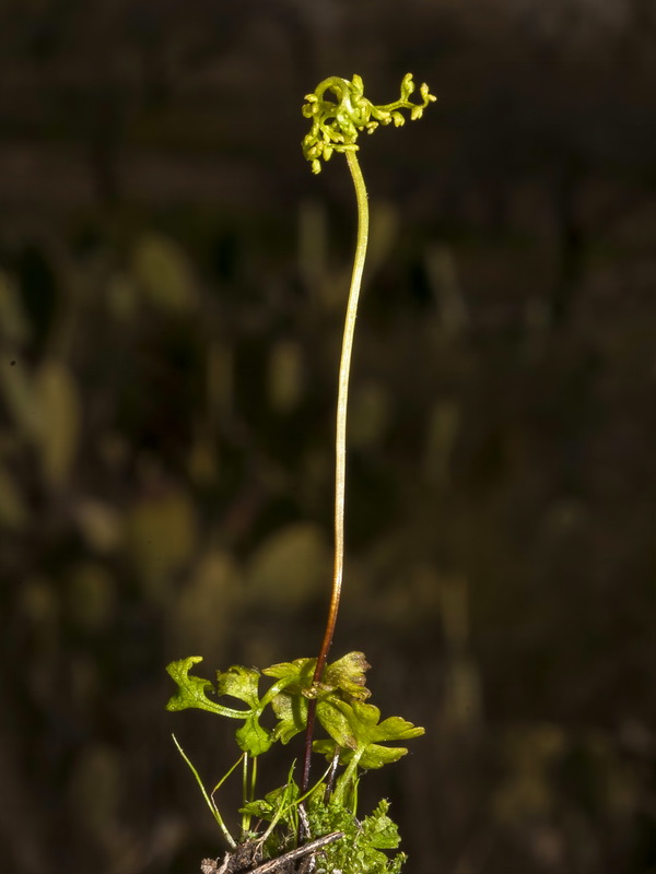 Anogramma leptophylla.04