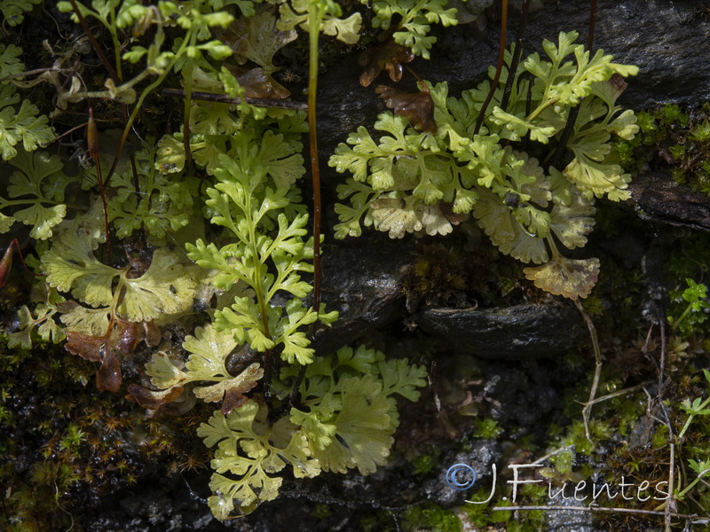 Anogramma leptophylla.03