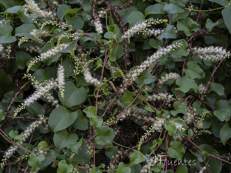 Anredera cordifolia.02