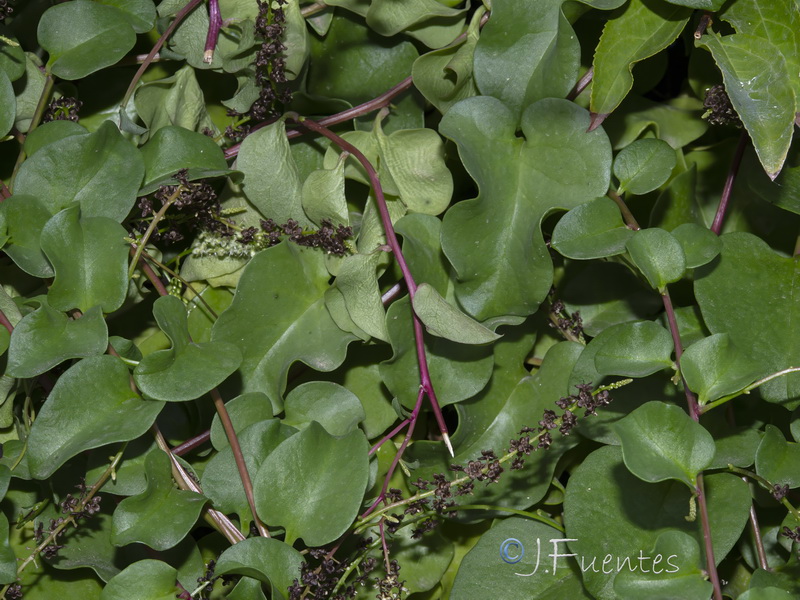 Anredera cordifolia.03