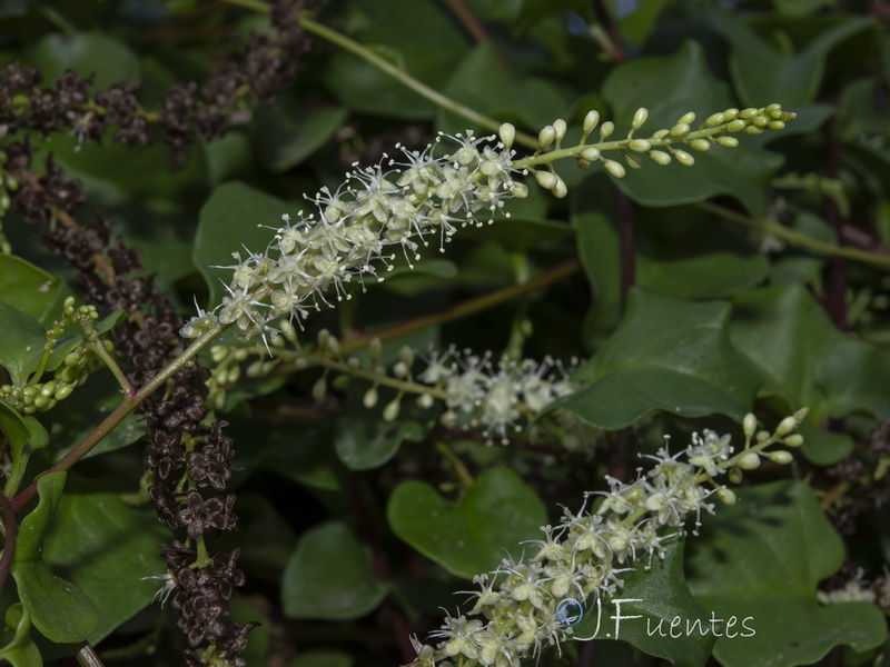 Anredera cordifolia.05