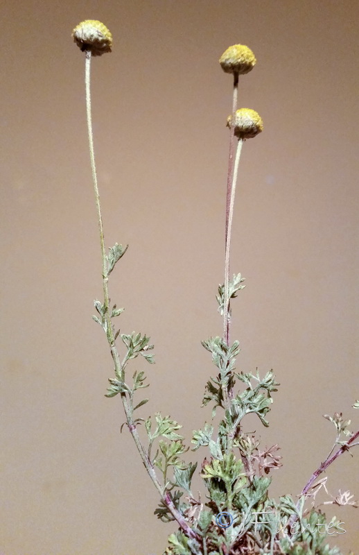 Anthemis alpestris.02