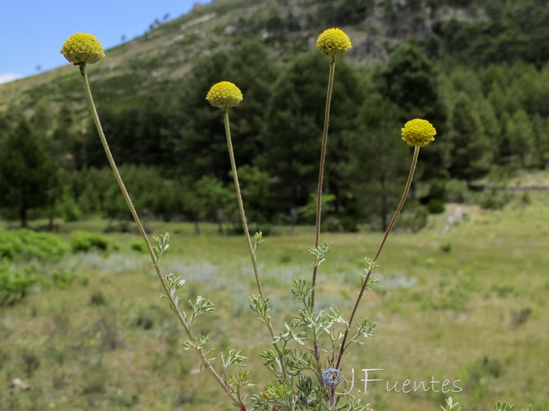 Anthemis alpestris.05