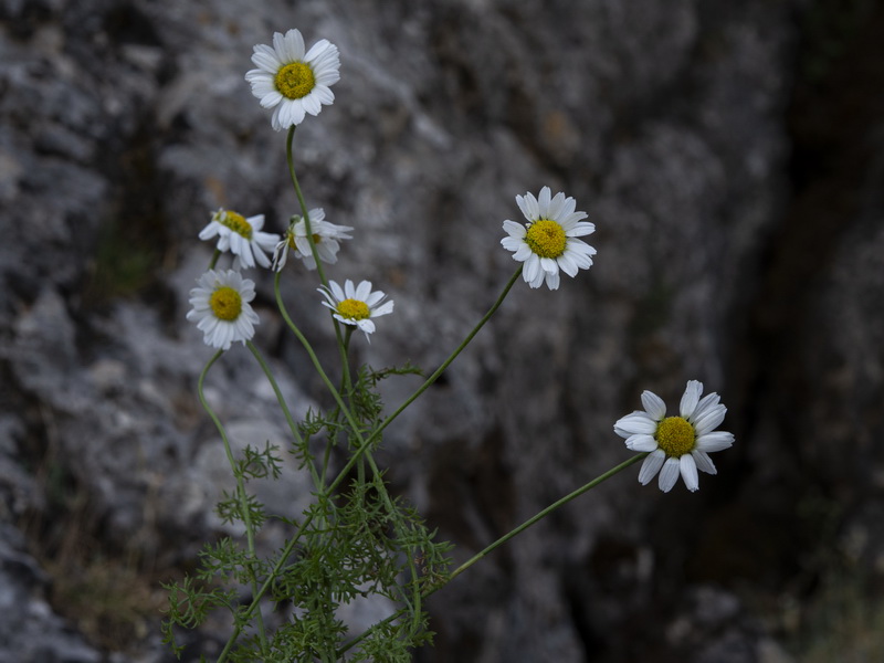Anthemis alpestris.16