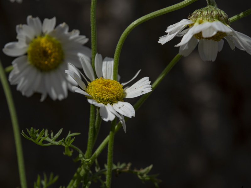Anthemis alpestris.19