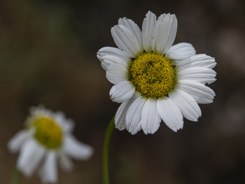 Anthemis alpestris.21