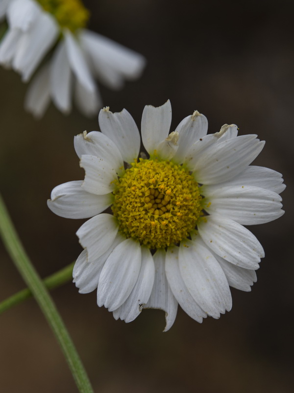 Anthemis alpestris.24