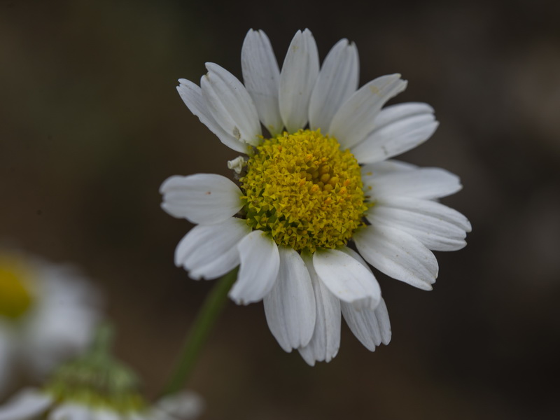 Anthemis alpestris.26