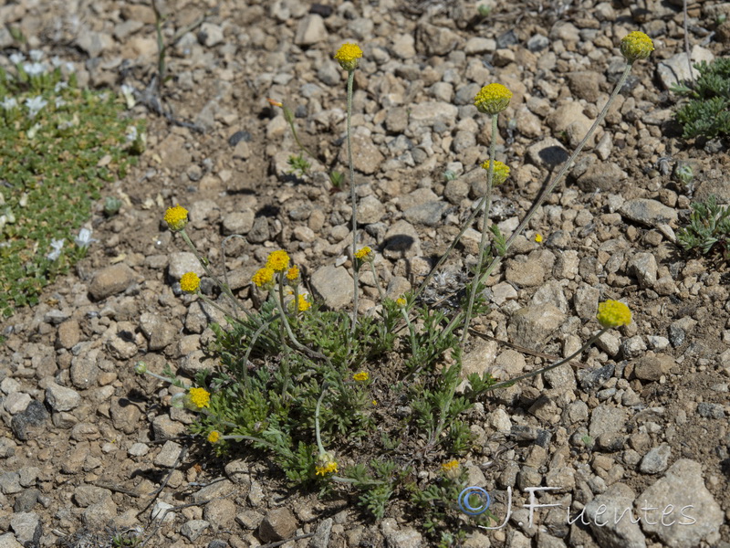 Anthemis alpestrisi.06