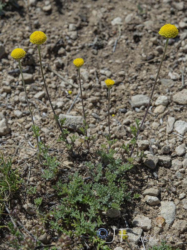 Anthemis alpestrisi.07