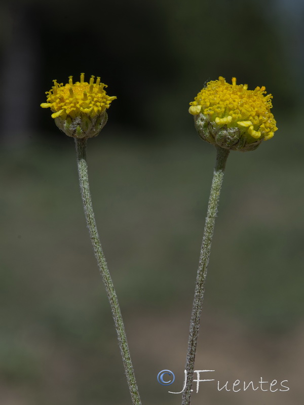 Anthemis alpestrisi.10