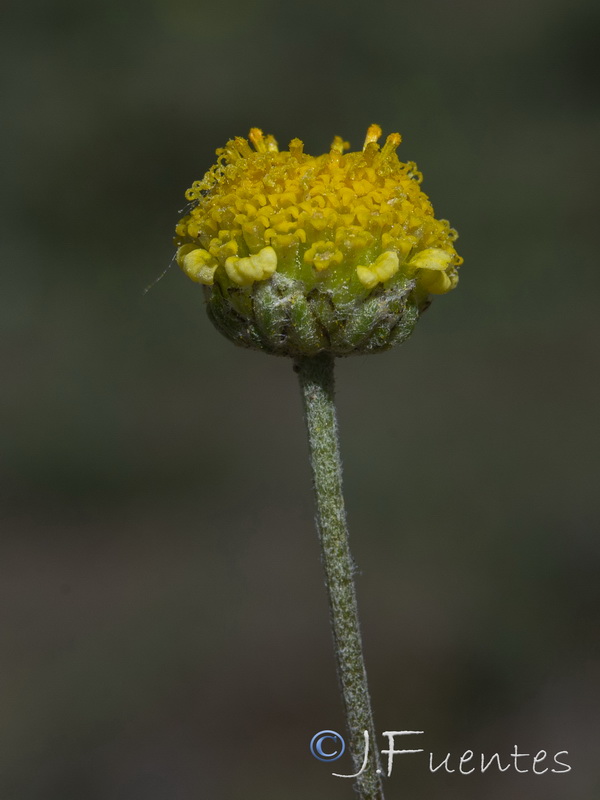 Anthemis alpestrisi.11