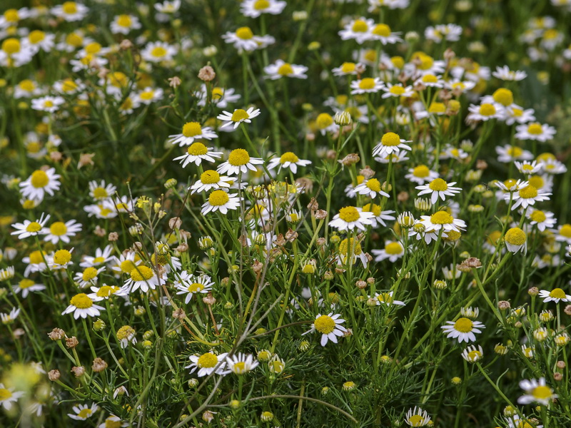 Anthemis arvensis.01