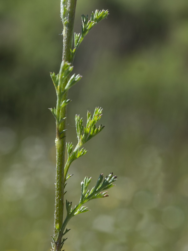 Anthemis arvensis.05