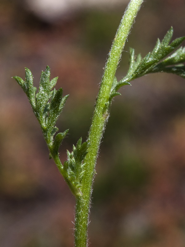 Anthemis arvensis.07
