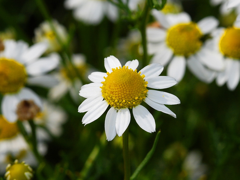 Anthemis arvensis.13