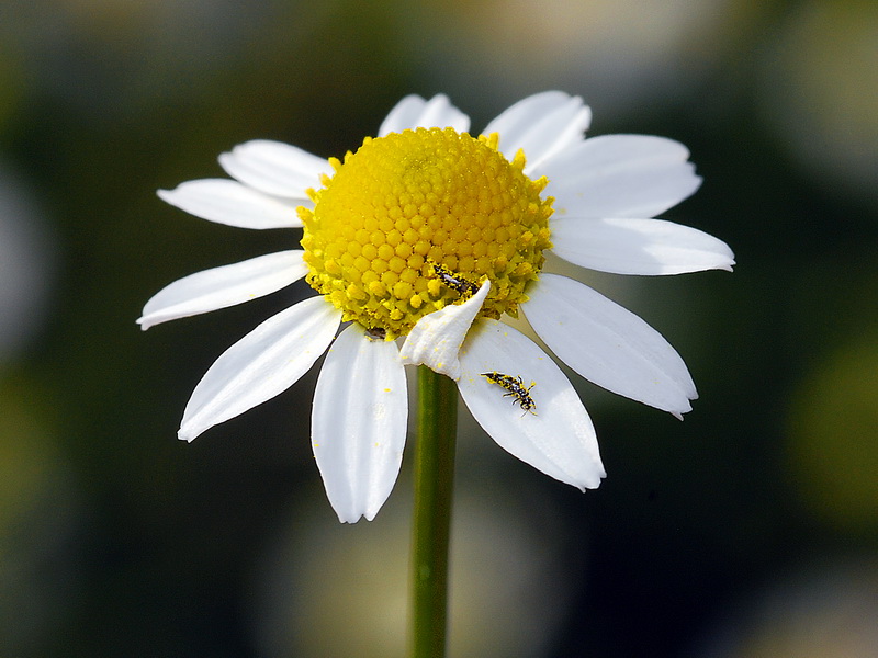 Anthemis arvensis.15