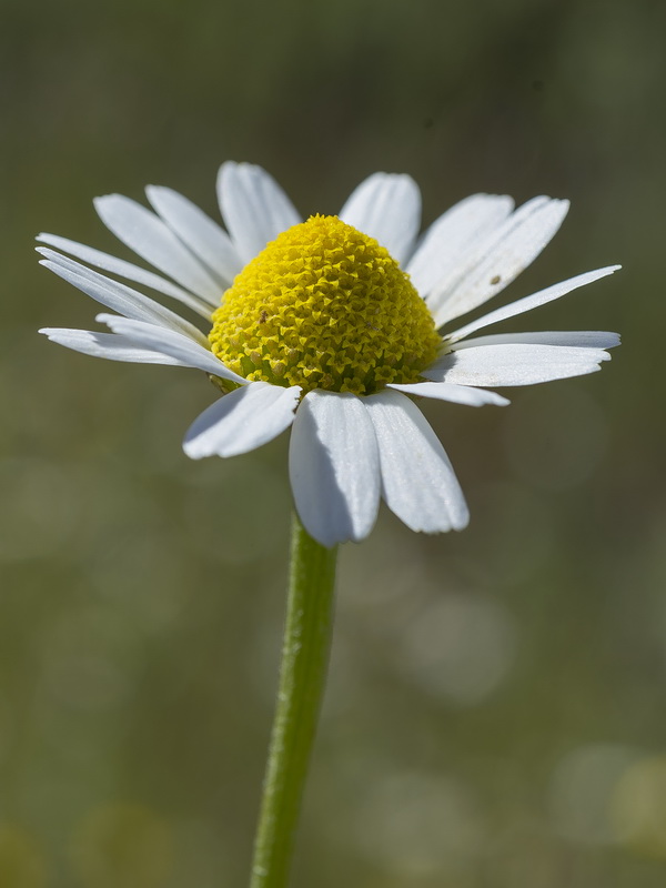 Anthemis arvensis.19