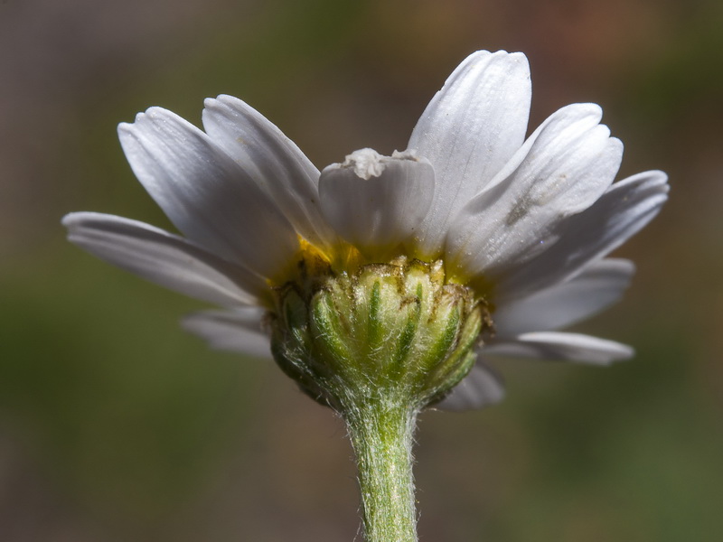 Anthemis arvensis.20