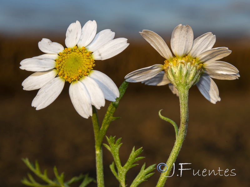Anthemis arvensis.24