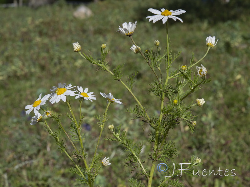 Anthemis arvensis.09