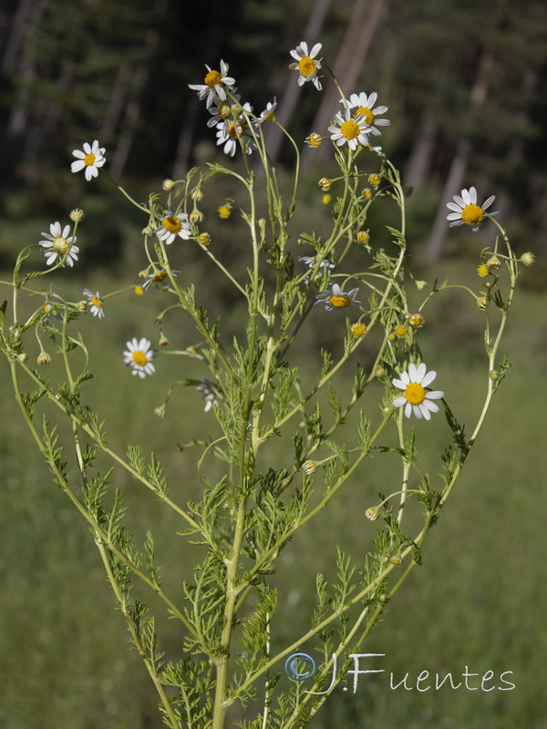 Anthemis arvensis.28