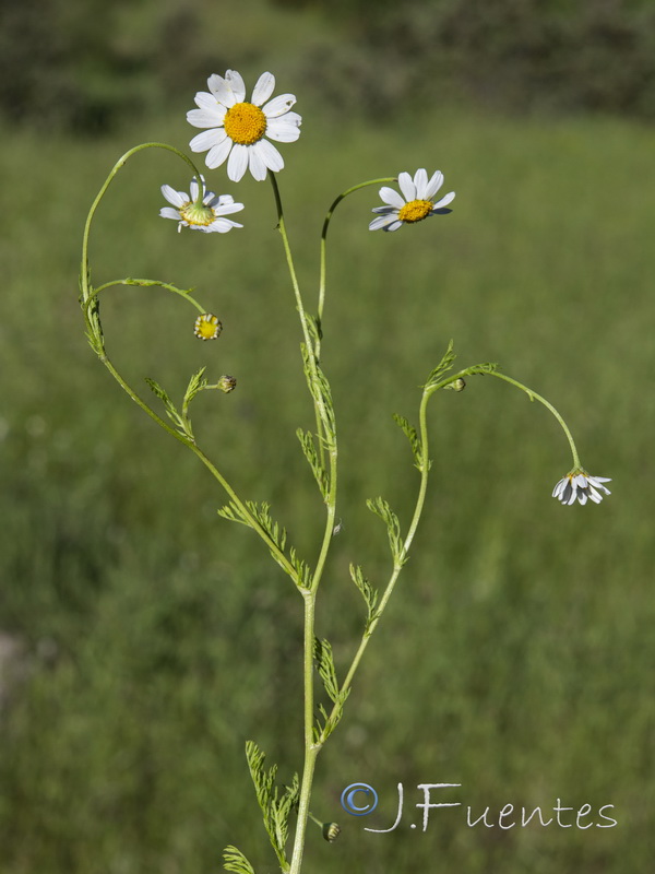 Anthemis arvensis.30