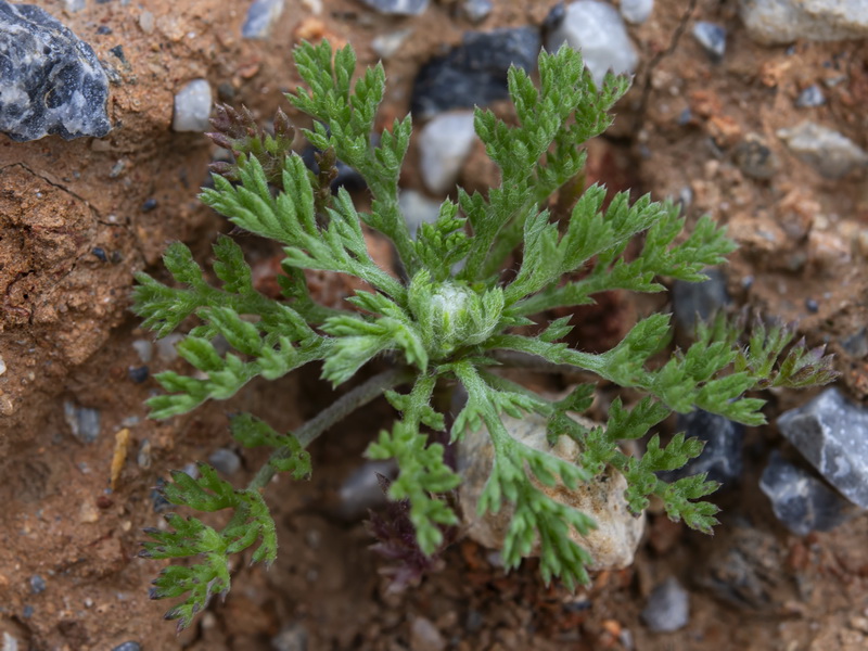 Anthemis arvensis.31