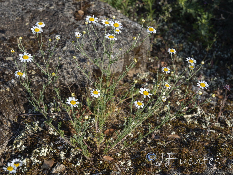 Anthemis bourgaei.01