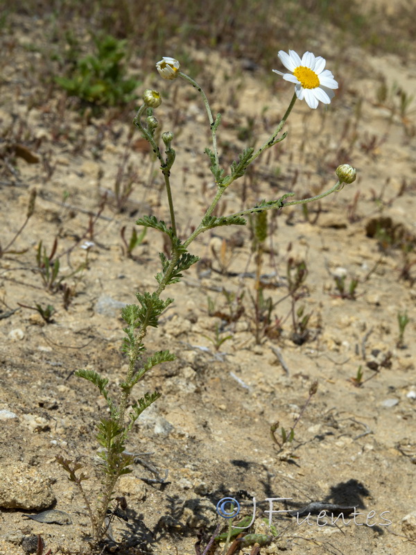 Anthemis bourgaei.02