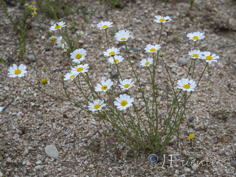 Anthemis bourgaei.03