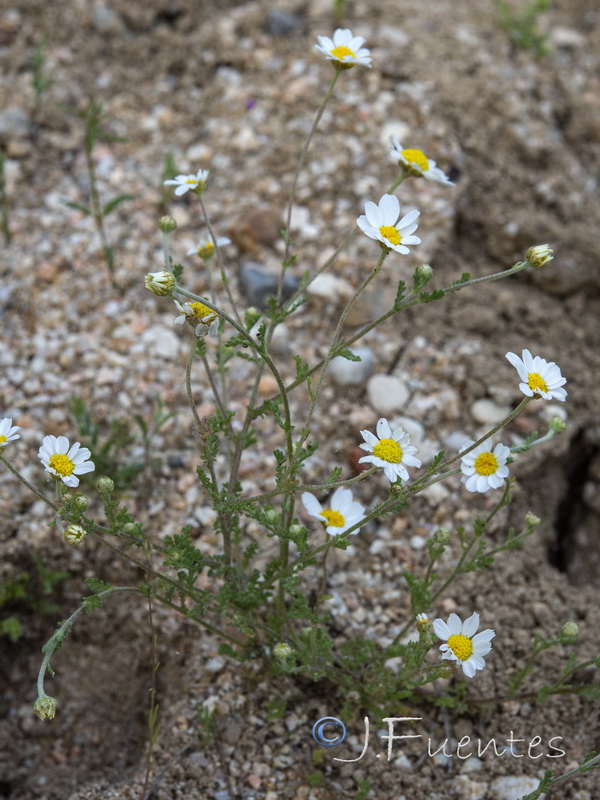 Anthemis bourgaei.04