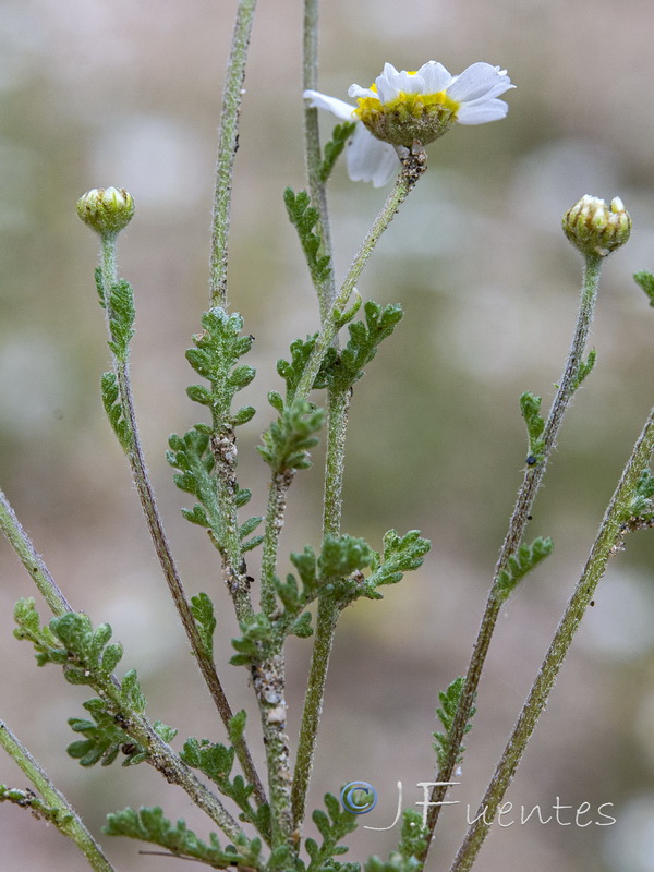 Anthemis bourgaei.05