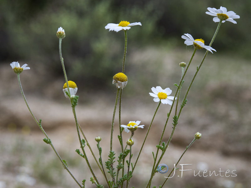 Anthemis bourgaei.07