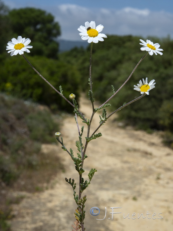 Anthemis bourgaei.08