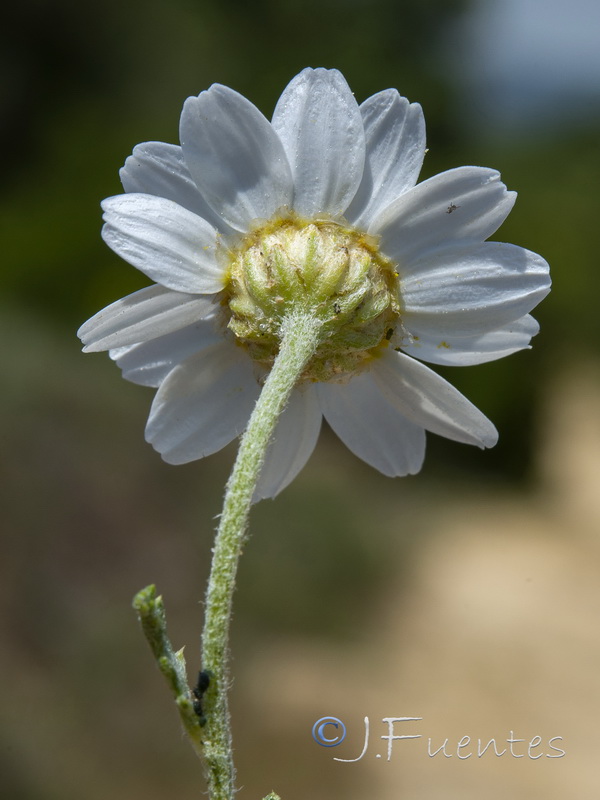 Anthemis bourgaei.10