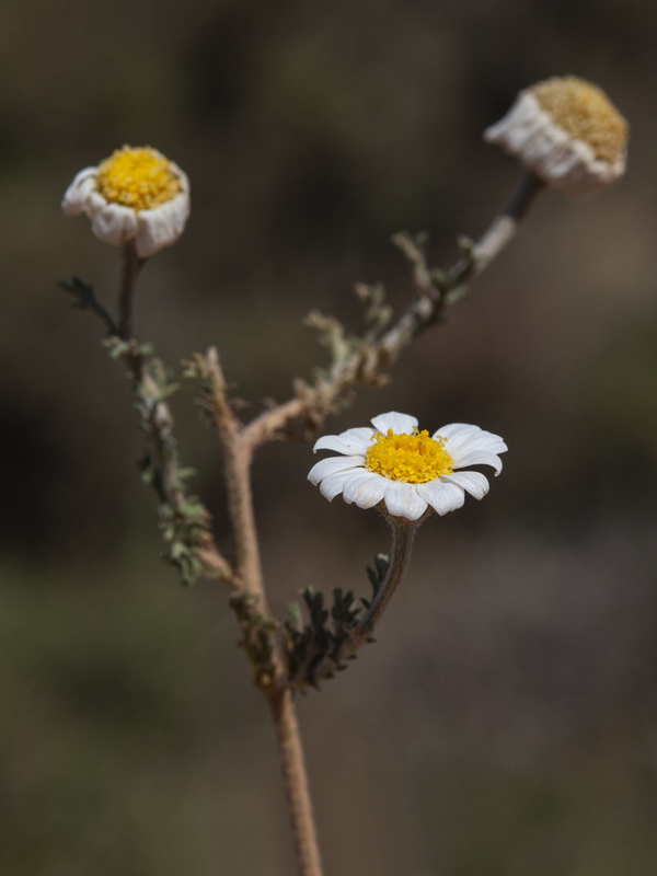 Anthemis cotula.01